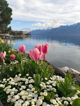 Beautiful spring view of Lake Geneva in Montreux, Switzerland. Pink and white flowers blooming with snow-capped Swiss Alps and clear blue water in the background on a sunny day."