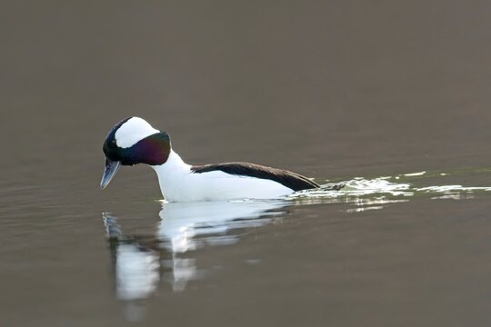 Bufflehead getting ready to dive under water.