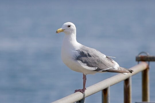  Perched glaucous winged gull.