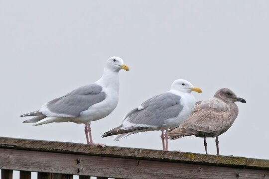  Three glaucous winged gulls perched.