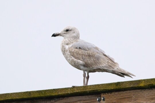  Juvenile glaucous winged gull perched on pier.
