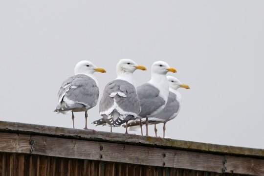  Four glaucous winged gulls perching together.
