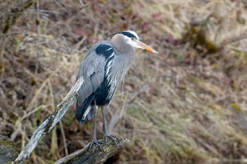 Fototapeta premium Great blue heron searching for food.