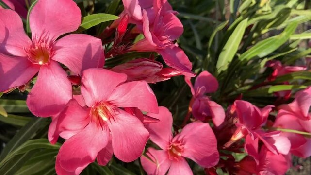 Nerium oleander with beautiful pink flowers close up in Tenerife,Canary Islands,Spain, 4K.