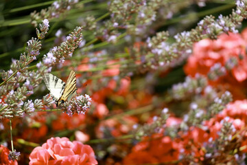 Scarce swallowtail butterfly on lavender flower in garden © k49red