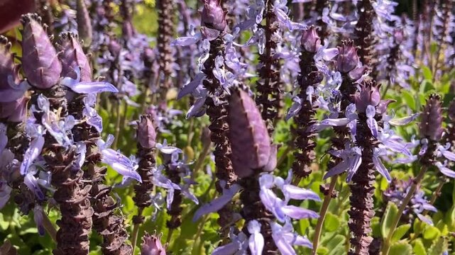 Plectranthus ornatus or Coleus comosus purple flowers close up,4K.