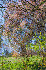 Fototapeta premium Palette printanière en forêt : mélange de jeunes pousses vertes et de bourgeons roses sous la lumière du soleil