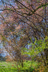 Fototapeta premium Palette printanière en forêt : mélange de jeunes pousses vertes et de bourgeons roses sous la lumière du soleil