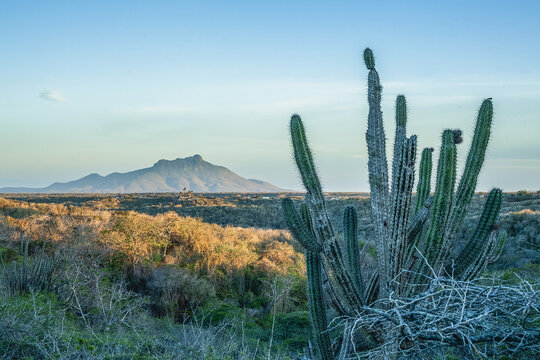 Desert landscape featuring santa ana mountain, falcon Venezuela