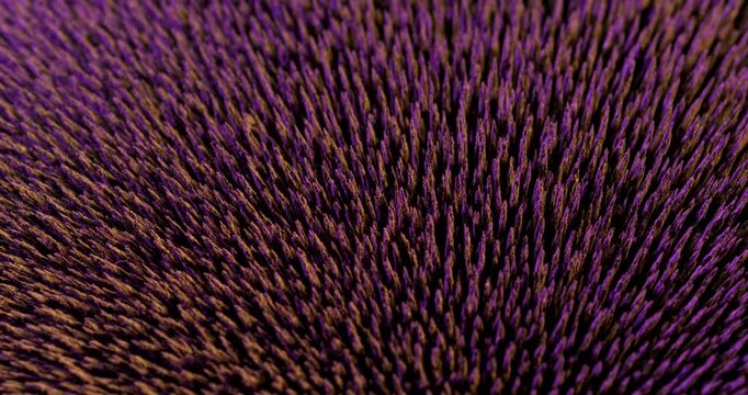 This is a dynamic and engaging closeup shot of metal particles beautifully interacting with magnetic forces, making it an ideal and perfect choice for motion graphics and stunning visual effects