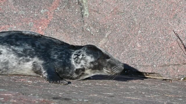 Cute Grey Seal Pup Crawling on Sunny Rock in Spring Lauttasaari Helsinki Finland (Slow Motion)