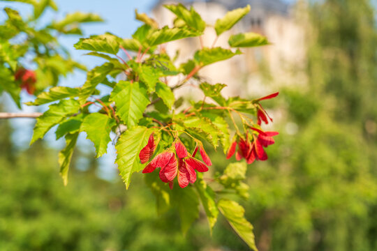 A close-up of the reddish-pink ripening fruits of the Tatar maple.