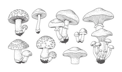 Collection of black and white hand drawn mushroom fungus nature forest wild © Mohammad