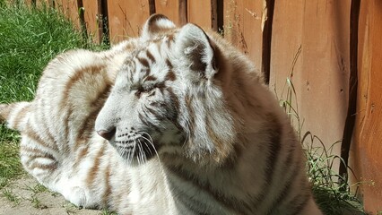 tiger in the zoo © Kamila