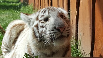 tiger in the zoo © Kamila