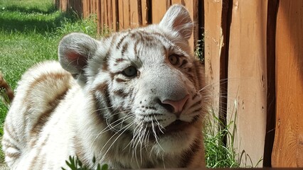 white bengal tiger © Kamila
