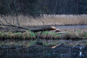 Wodny krajobraz żeremi bobrów © kubikactive
