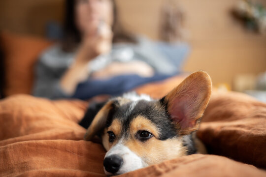 A corgi puppy with one ear up and one down