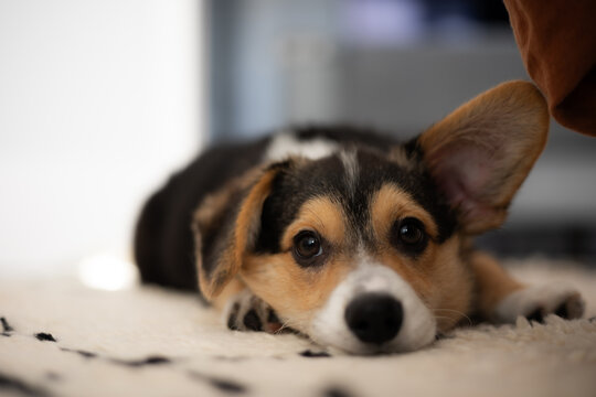 A corgi puppy with one ear up and one down
