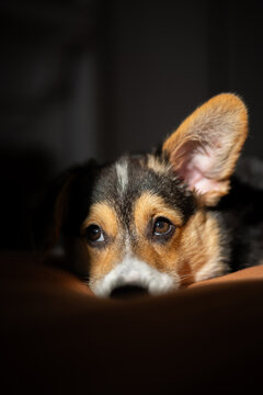 A corgi puppy with one ear up and one down
