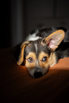 A corgi puppy with one ear up and one down