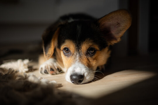 A corgi puppy with one ear up and one down