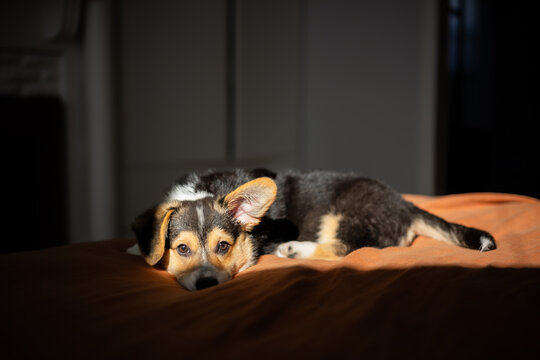 A corgi puppy with one ear up and one down