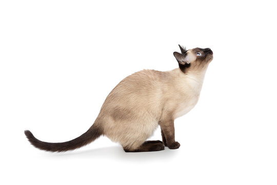 Beautiful young siamese cat ready to jump on white background