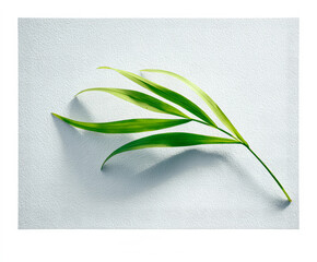 Elegant Green Leaf on Textured White Background