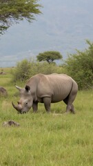 Fototapeta premium A solitary rhinoceros grazes on the savannah, its body relaxed in the wild.