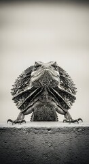 A majestic frilled-neck lizard in monochromatic tones gazes stoically, its distinctive frill a striking emblem of the untamed wilderness.