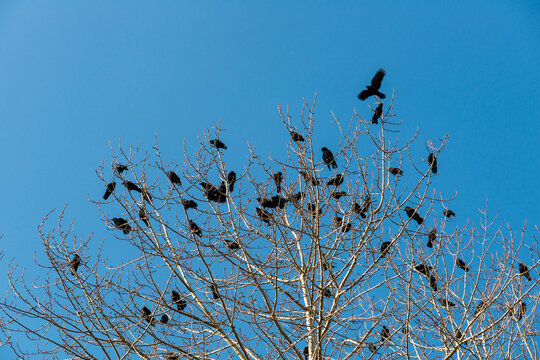 Canada, BC, Vancouver.  A large group of crows in a bare tree in winter.