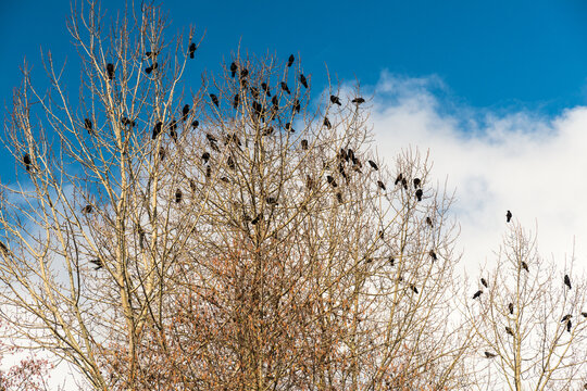 Canada, BC, Vancouver.  A large group of crows in a bare tree in winter.