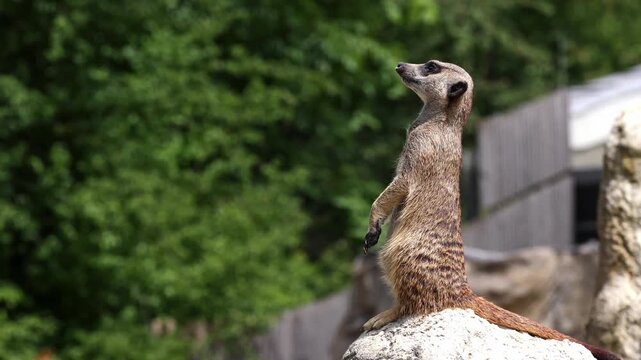 Meerkat, Suricata suricatta sitting on a stone and looking into the distance in order to spy on enemies and warn the herd