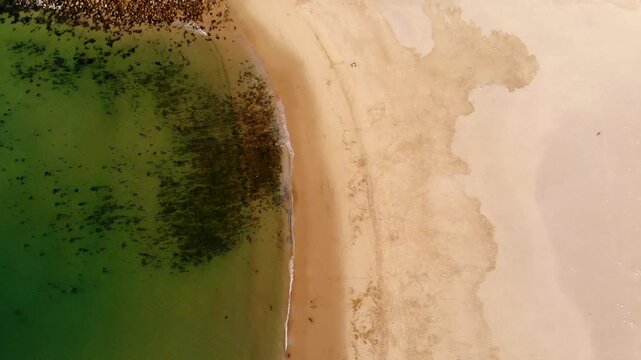 Serene Coastal Landscape With Algae. Calm Sandy Coast With Lush Green Sea And Algae Patches Visible . Media