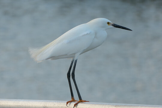 Snowy Egret standing on Fishing Dock