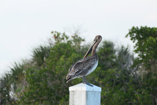 Pelican sitting on a Post