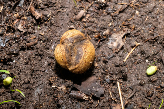 Pigskin Poison Puffball (Scleroderma citrinum)