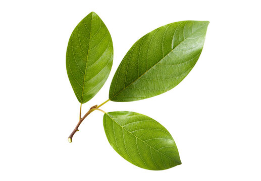 Fresh green leaves with visible veins and natural texture, isolated on cutout transparent background
