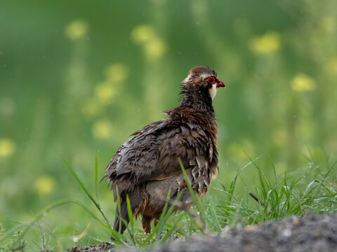 Perdiz roja (Alectoris rufa) con plumaje mojado bajo la lluvia en un entorno de campo natural. Retrato de ave silvestre europea en su h&aacute;bitat salvaje durante un d&iacute;a lluvioso de primavera.