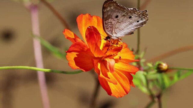 Butterfly Resting on Flower in Natural Environment