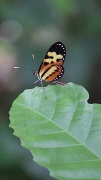 Butterfly Resting on Leaf in Natural Environment