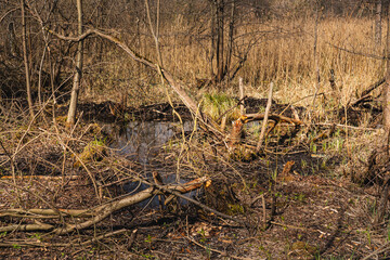 the trunks of small trees in wetlands that have been gnawed by beavers © michal812