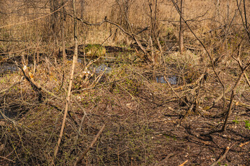 the trunks of small trees in wetlands that have been gnawed by beavers © michal812