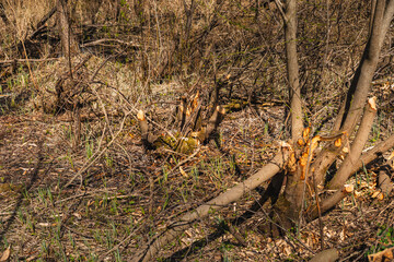 the trunks of small trees in wetlands that have been gnawed by beavers © michal812