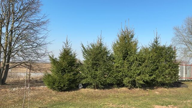 Spring garden five evergreen trees standing on grassy plot beside chain-link fence under clear blue sky, fresh green foliage, early.