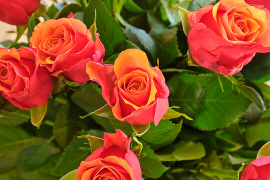 Closeup of a bouquet of blooming red orange roses with grean leaves. Valentine&rsquo;s Day and Wedding Concept