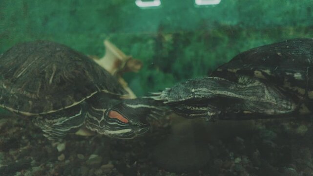Red-eared slider turtle swims slowly in clear water.Close-up shot shows a detailed green reptile shell.Aquatic turtle breathes at the pond water surface.