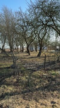 Leafless apple trees in orchard under clear sky winter field covered with dry grass and scattered leaves, bare branches casting.