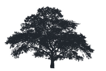 Fototapeta premium Oak Tree Foliage Summer Leaf Canopy Nature Garden Park Outdoor Landscape Plant Wood Branch Trunk Greenery